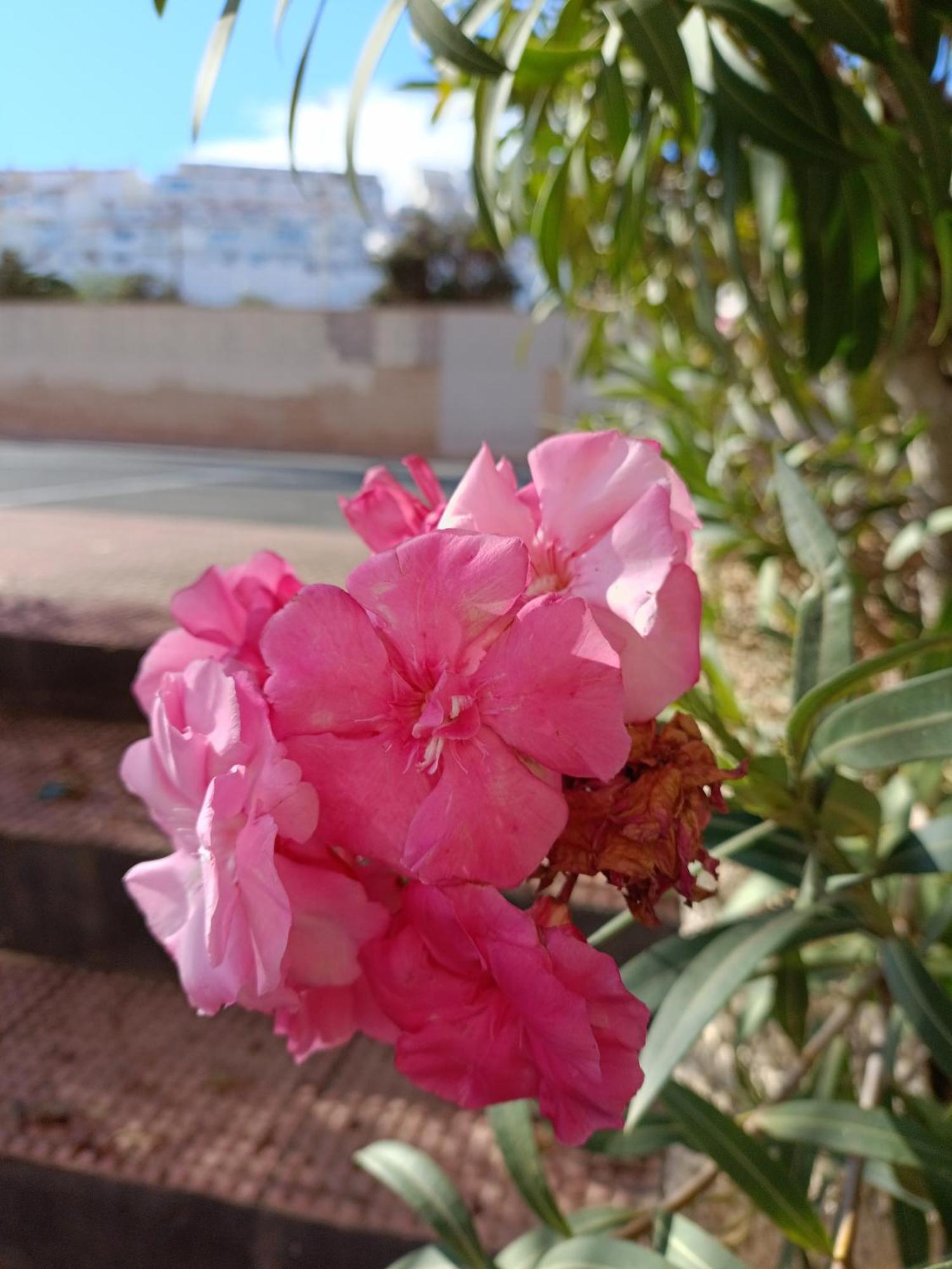 Apartamento MIRAMAR Torrevieja Esterno foto