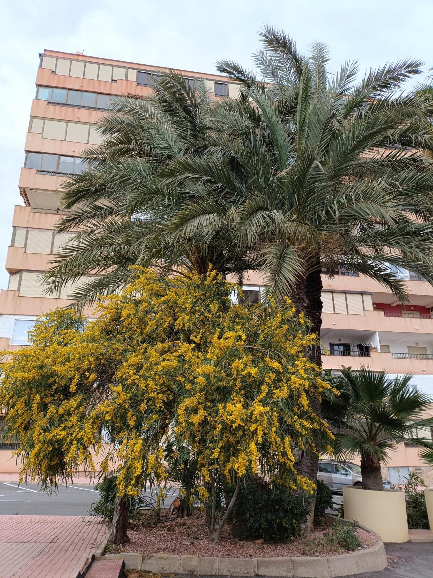 Apartamento MIRAMAR Torrevieja Esterno foto